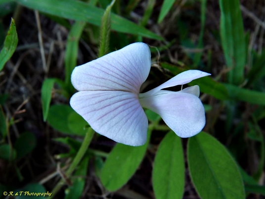 {Tephrosia spicata}